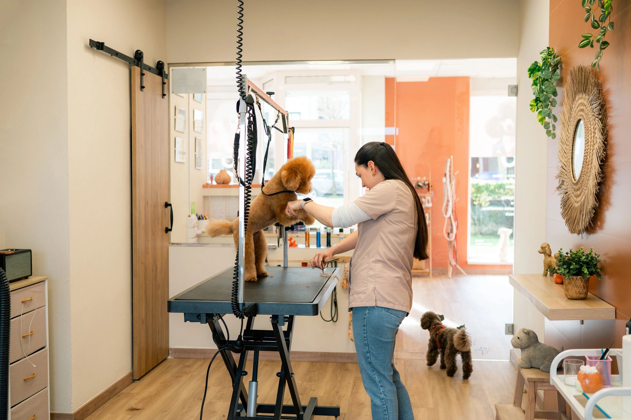 Dog groomer working with a poodle in a salon